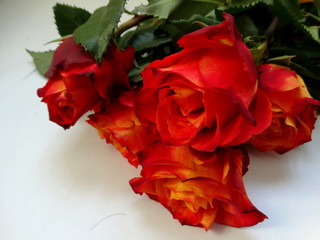 Beautiful vivid roses