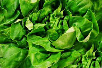 fresh green salad