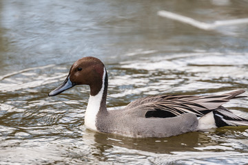 Wild duck on the water in bird sanctuary.