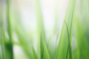 Beautiful nature background with close up green grass in summer or spring.