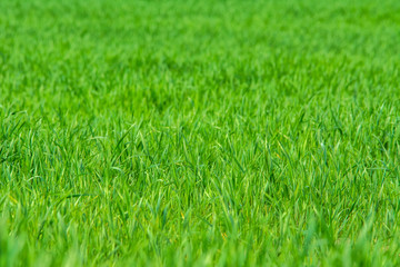 Green grass on the field - background