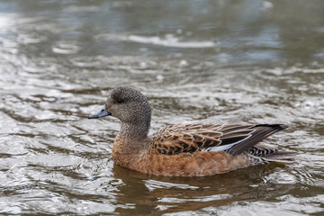 Wild duck on the water in bird sanctuary.