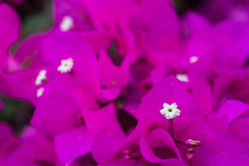 Pink Bougainvillea flowers. Background.