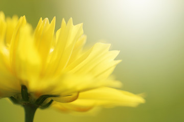 Beautiful nature close up blurred yellow cosmos flowers background in spring.