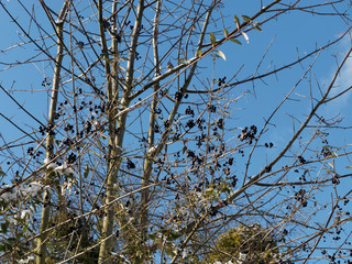 Petites baies d'hiver de couleur noir bleuté sur des rameaux du troène commun sans feuilles (Ligustrum vulgare)
