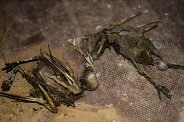 Skeleton of dead birds lying on the floor.