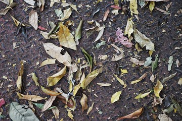 green tea leaves on white background