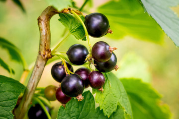 Blackcurrant berries on the branch among of the green leaf_