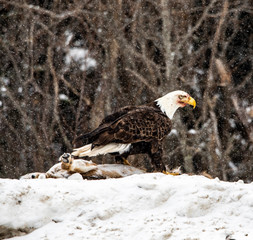 portrait of an eagle