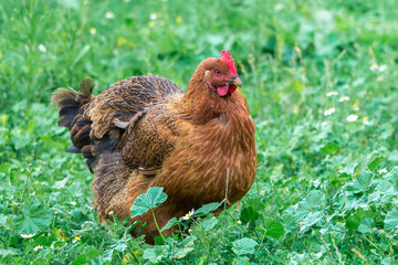 Dark brown chicken on green grass. Cultivation of poultry_