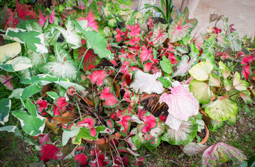 Caladium bicolor colorful leaf araceae in pot in the garden