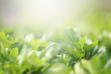 Beautiful nature background with close up green leaf in summer or spring.