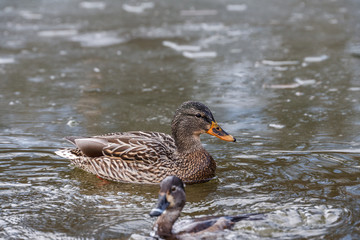 Wild duck on the water in bird sanctuary.