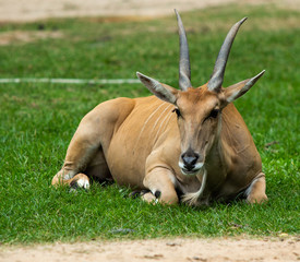 Goat in the open zoo, Goat  in Thailand.Deer in the zoo, Deer in Thailand.
