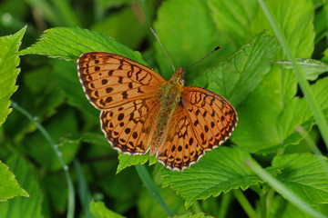 15.06.2018 DE, NRW, Kalterherberg, Perlenbachtal M„desá-Perlmuttfalter, Violetter Silberfalter Brenthis ino (ROTTEMBURG, 1775)