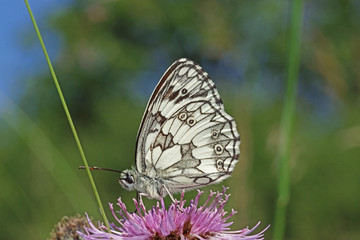 04.06.2018 DE, NRW, Thuir, Biesberg Schachbrett Melanargia galathea (LINNAEUS, 1758)