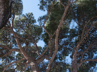 Arbre et cielbleu © pascal