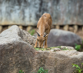 Goat in the open zoo, Goat  in Thailand.Deer in the zoo, Deer in Thailand.