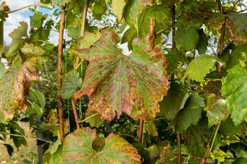 diseased affected leaf of grapes close-up macro. The concept of protecting plantings of grapes from...