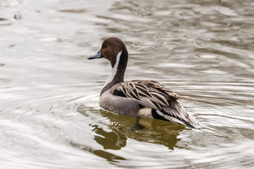 Wild duck on the water in bird sanctuary.