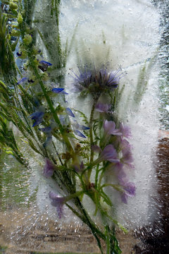 Background of wwild flowers frozen in ice