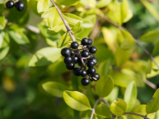 Gros plan sur une grappe de petites baies d'hiver de couleur noir bleuté à l'extrêmité d'un rameau pendant du troène commun (Ligustrum vulgare)