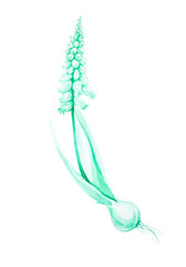Watercolor illustration of a decorative green hyacinth flower with bulb. Isolated on white background
