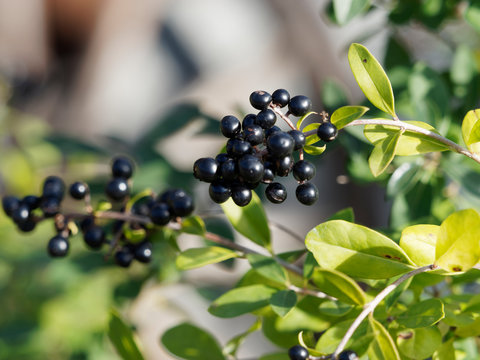 Gros plan sur des grappes de petites baies d'hiver de couleur noir bleut&eacute; sur des rameaux du tro&egrave;ne commun (Ligustrum vulgare)