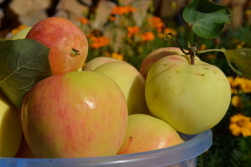 Apples in a basket close up