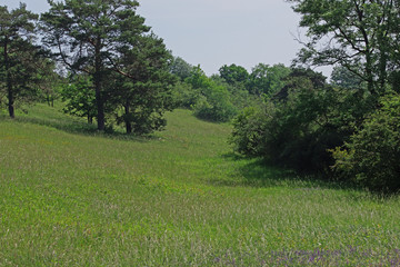 04.06.2018 DE, NRW, Thuir, Biesberg Wiese , Kalkmagerrasen Wiese , Kalkmagerrasen