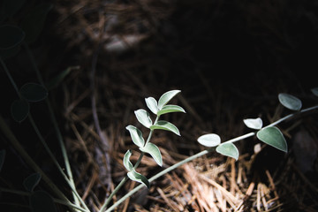 Green sprouts close up