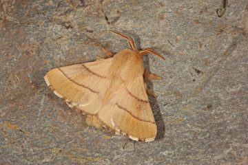 15.06.2018 DE, RLP, Mosel, Leiwen Ringelspinner Malacosoma neustria (LINNAEUS, 1758)