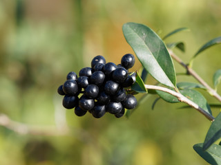 Petites baies d'hiver de couleur noir bleuté sur des rameaux du troène commun (Ligustrum vulgare)