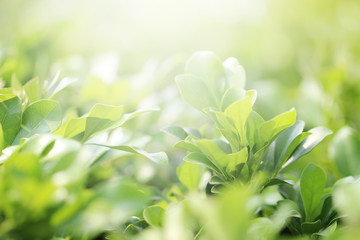 Beautiful nature background with close up green leaf in summer or spring.