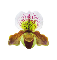 Head of colorful flowers paphiopedilum natural ornamental patterns with water drop blooming isolated on white background , clipping path
