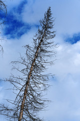 Damage on tree after the European spruce bark beetle (Ips typographus)