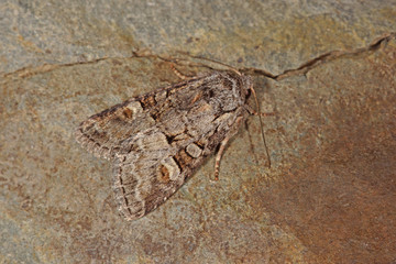 15.06.2018 DE, RLP, Mosel, Leiwen Korbweideneule Brachylomia viminalis (FABRICIUS, [1777])