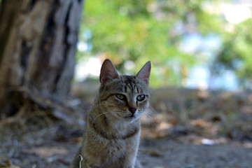 Sly street cat with green eyes