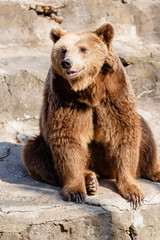 Fototapeta na wymiar a sly and cute bear