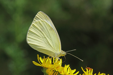 07.06.2018 DE, NRW, Thuir, Biesberg Kleiner Kohlweiáling Pieris rapae (LINNAEUS, 1758)
