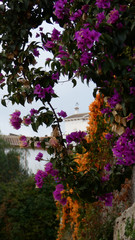 Purple bougainvillae and orange honeysuckle