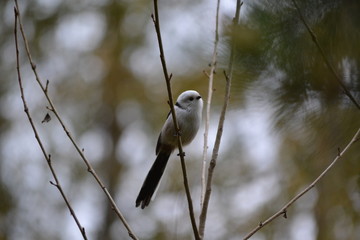 Little bird sitting on a branch