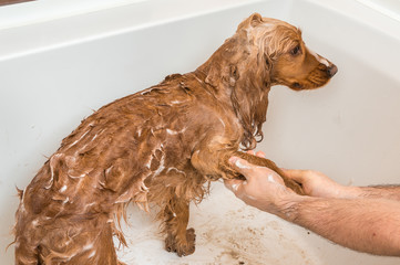 Cocker spaniel dog taking a shower with shampoo and water