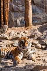 The Cute Tiger in the Falling Zoo
