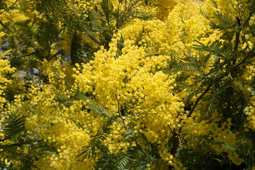 Mimosa tree on sunny spring day - Acacia Dealbata