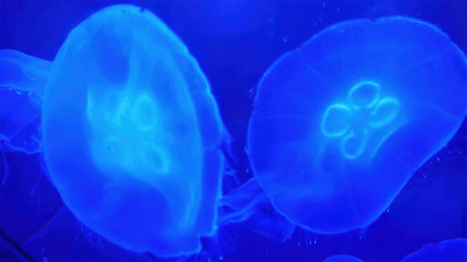 4654_Two_jellyfishes_swimming_on_the_blue_water.jpg