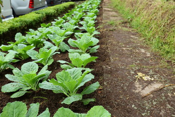 organic farm vegetable