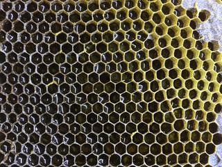 Close up honeycomb filled with honey