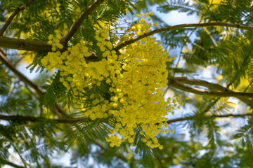 Mimosa tree on sunny spring day - Acacia Dealbata