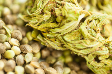 cannabis cbd product oil